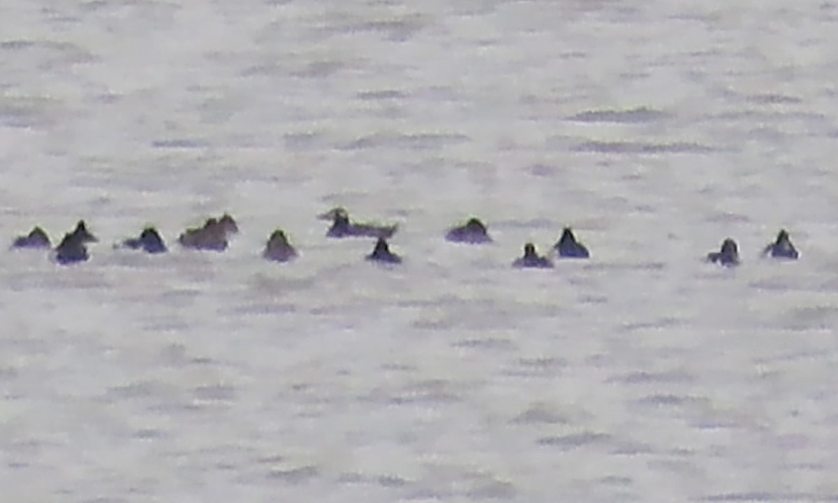 White-winged Scoter - ML504084361