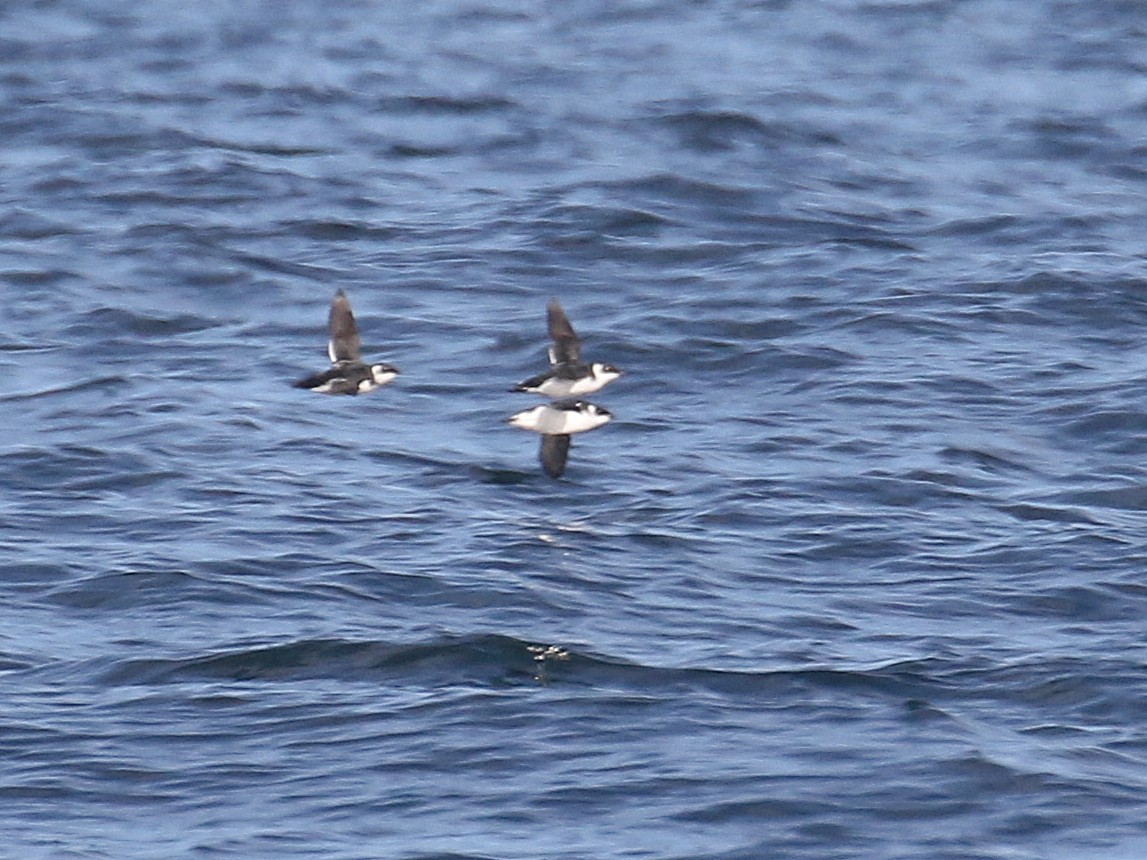 Dovekie - Stephen Mirick