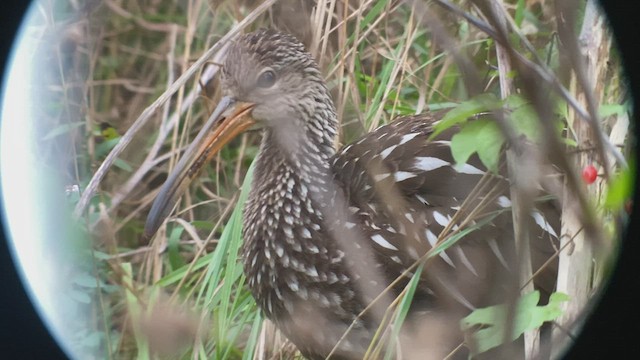 Limpkin - ML504084501