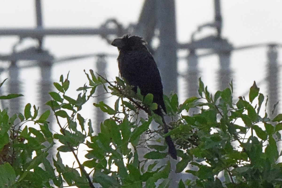 Smooth-billed Ani - ML504084561
