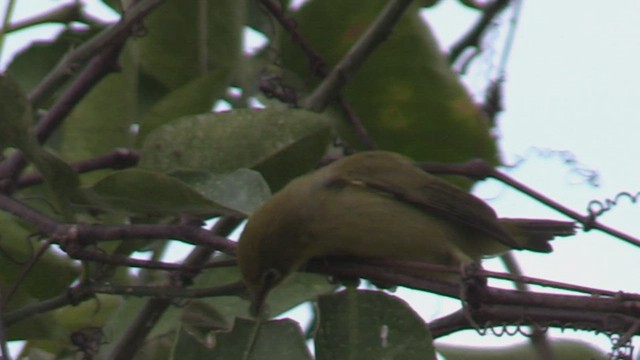 Zostérops à ventre citron - ML504085011