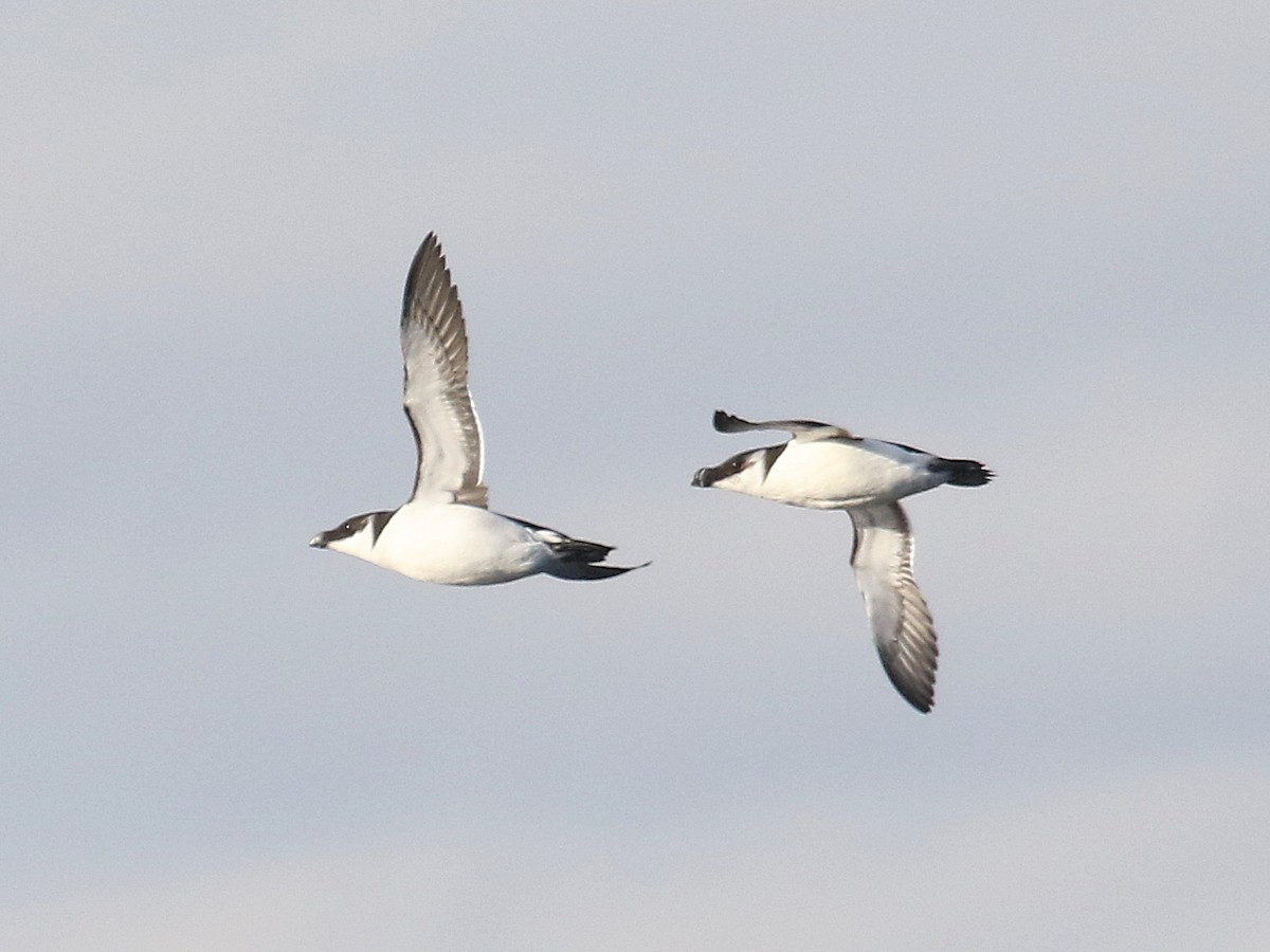 Razorbill - Stephen Mirick