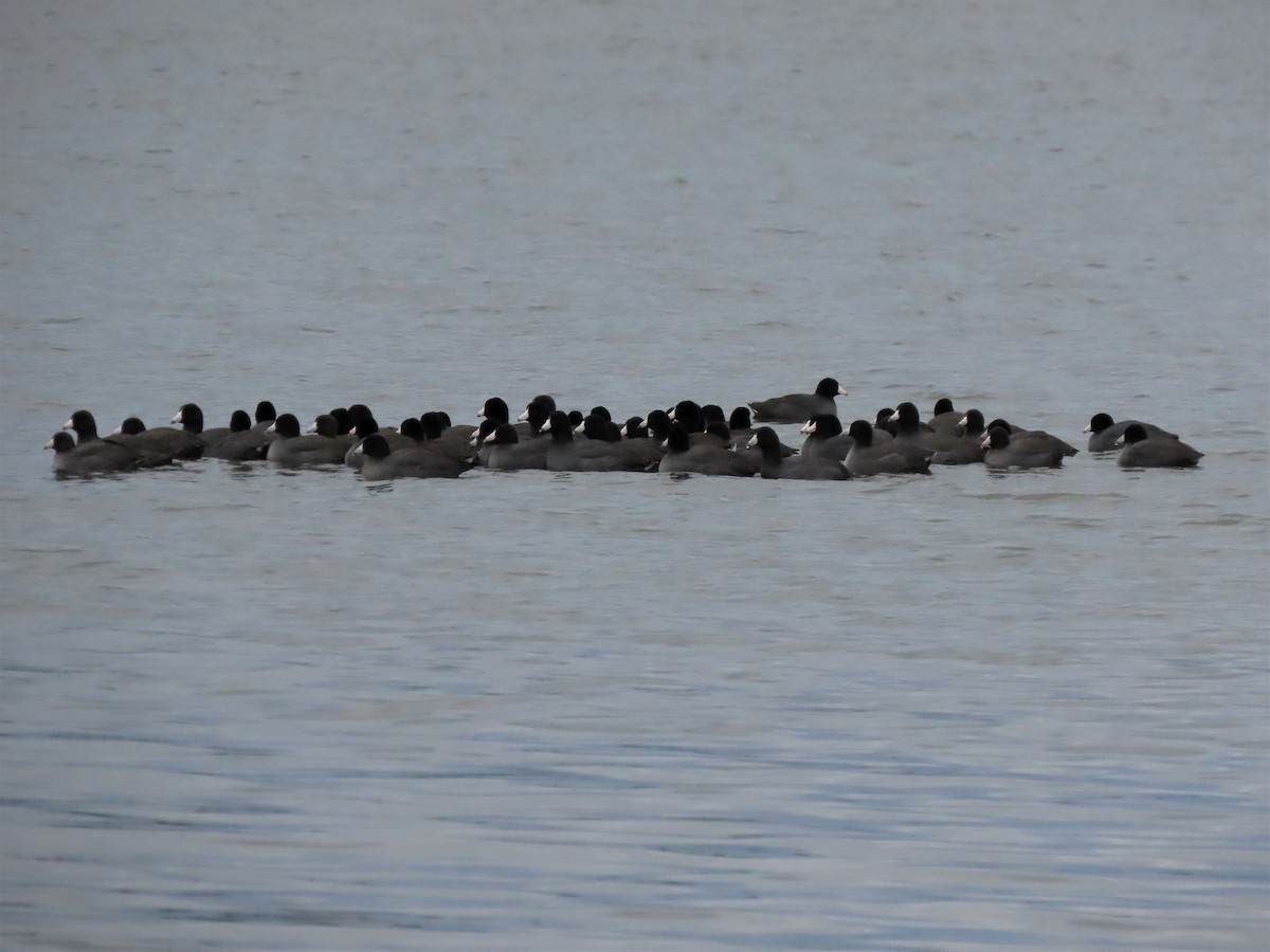 American Coot - ML504086731