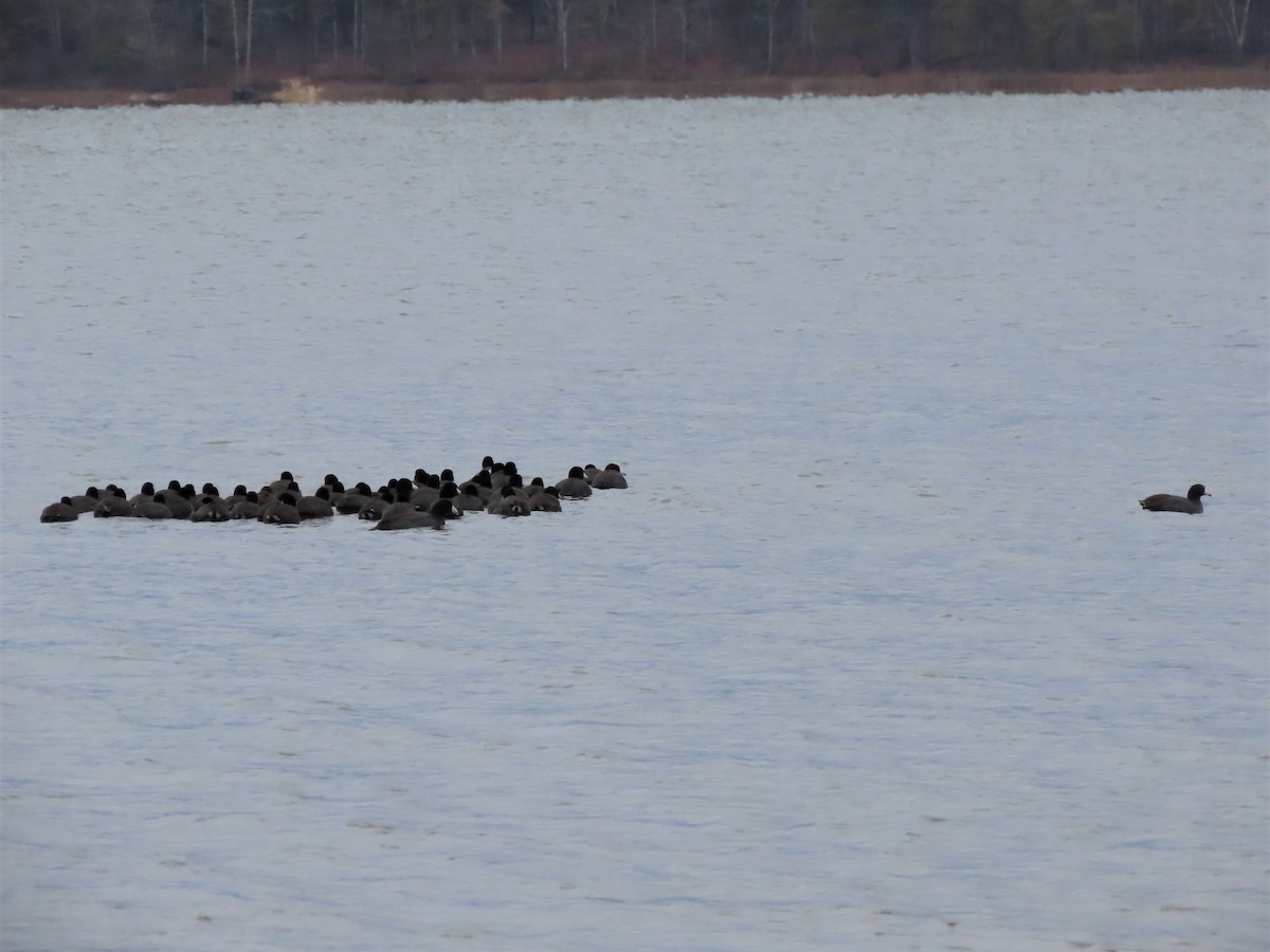 American Coot - ML504086741