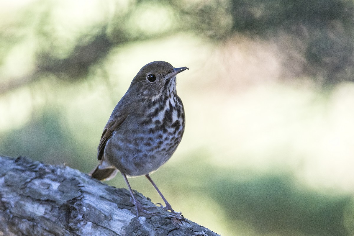 Hermit Thrush - ML504088951