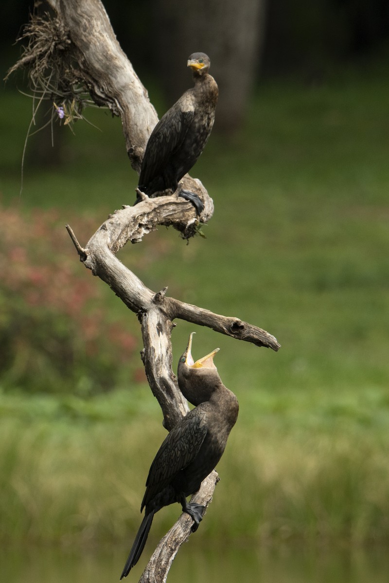 Neotropic Cormorant - ML504089071