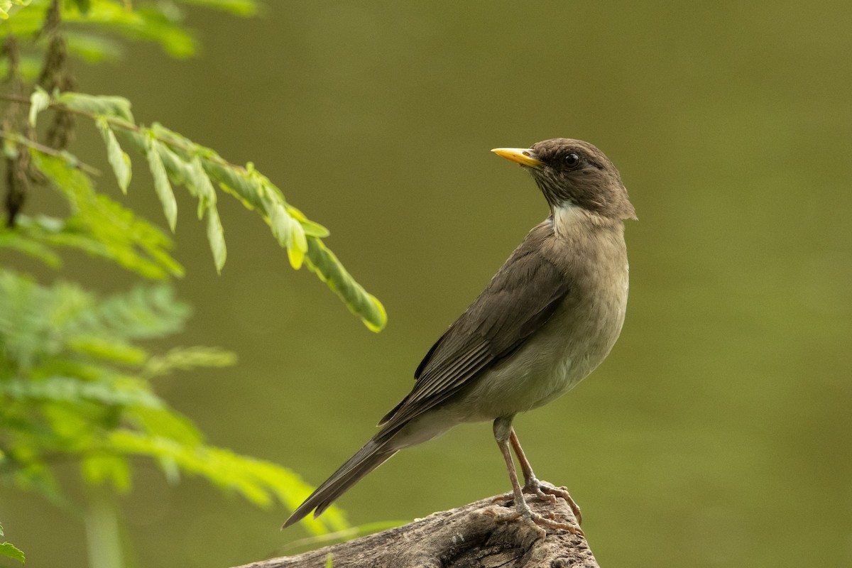 Creamy-bellied Thrush - Andy Bowen