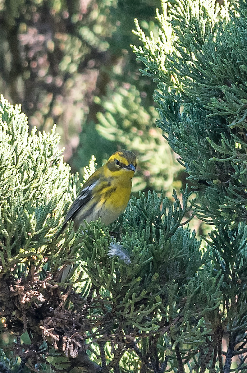 Townsend's Warbler - ML504090121