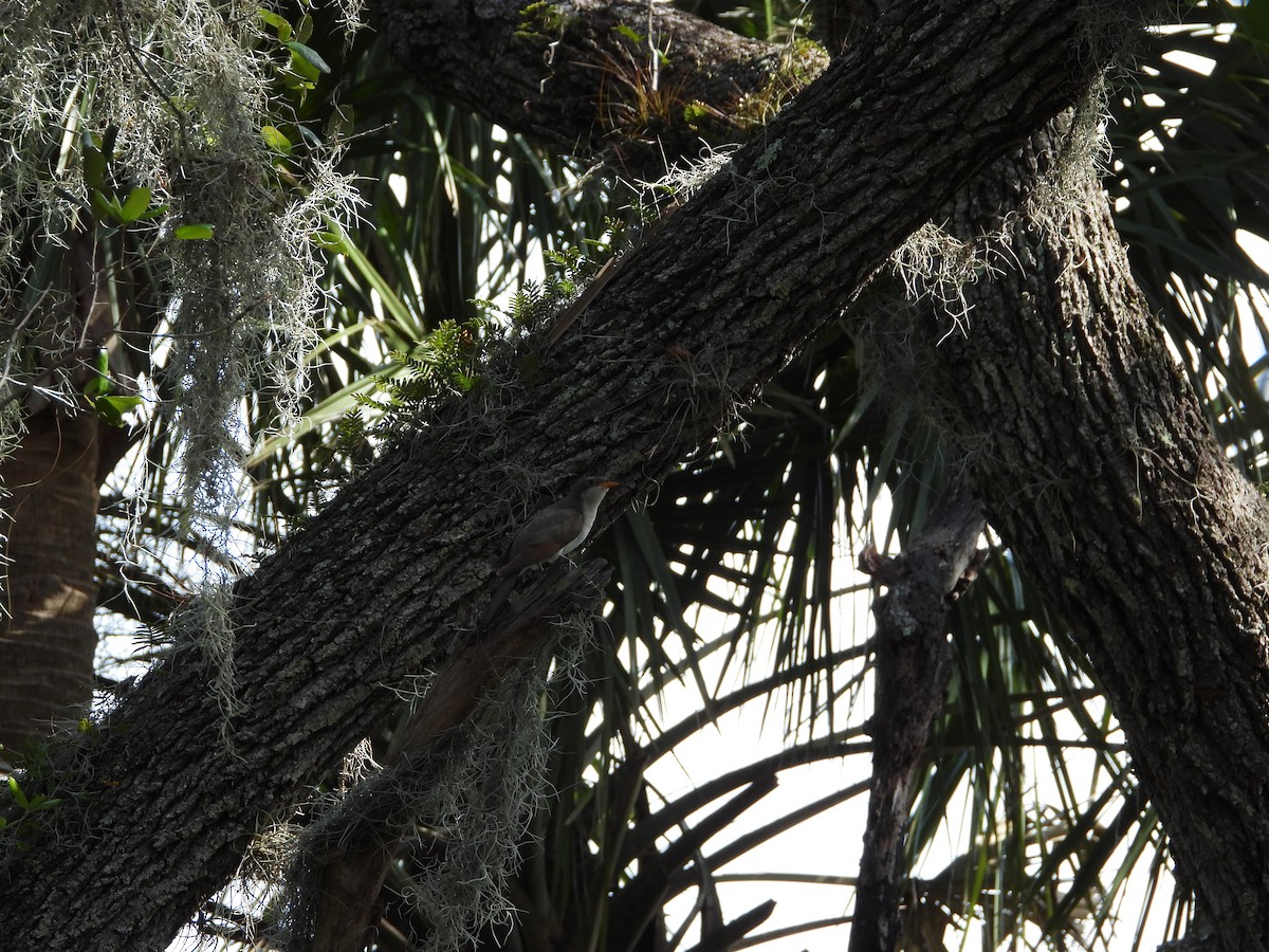 Yellow-billed Cuckoo - ML504091371