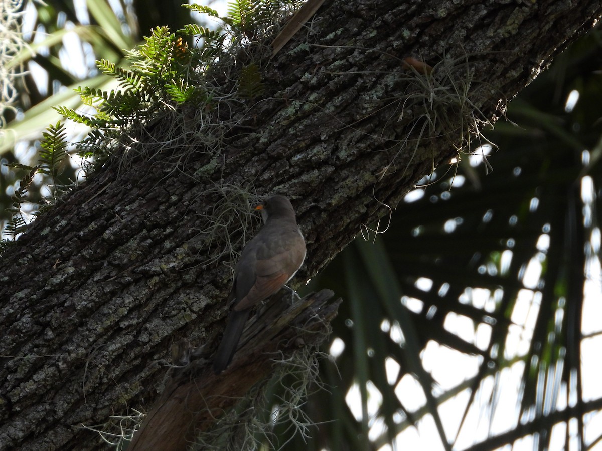 Yellow-billed Cuckoo - ML504091381