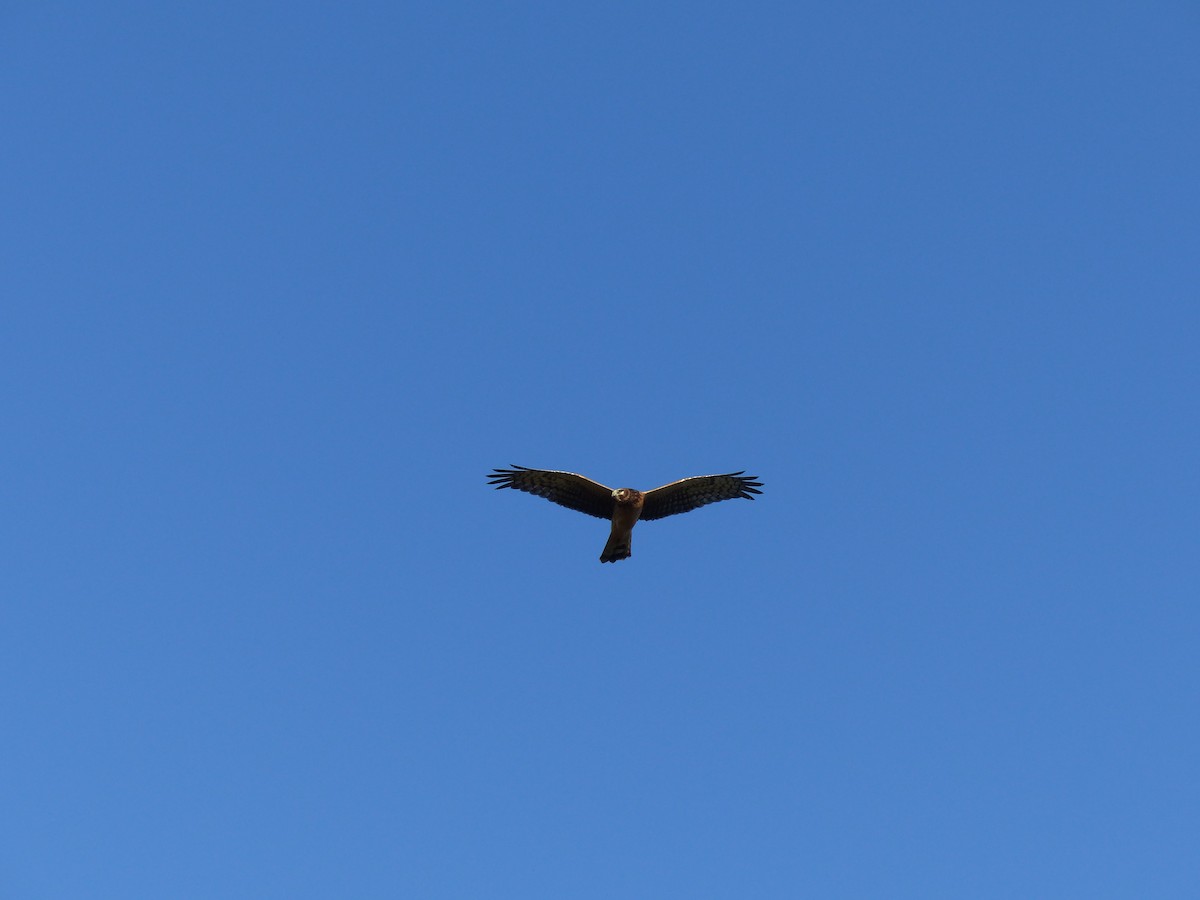 Northern Harrier - ML504091481