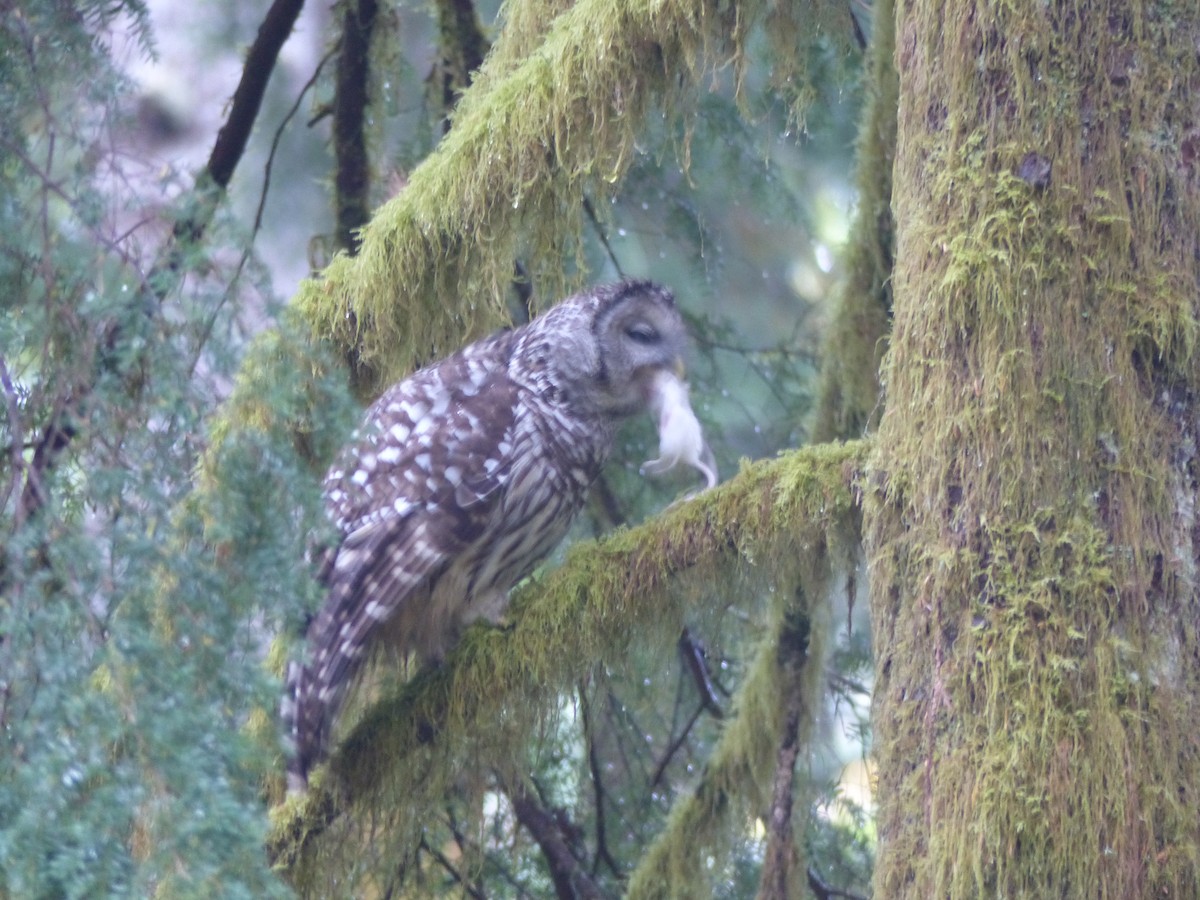 Barred Owl - ML504091881