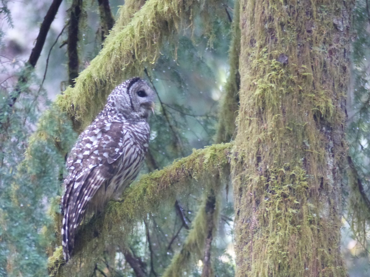 Barred Owl - ML504091891