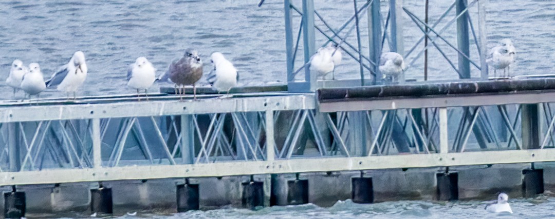 Herring Gull - ML504093171