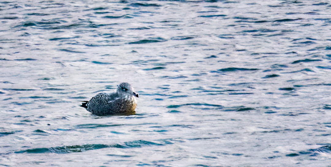 Herring Gull - ML504093191