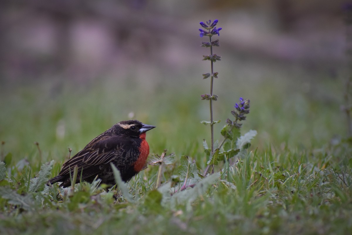 White-browed Meadowlark - ML504094181