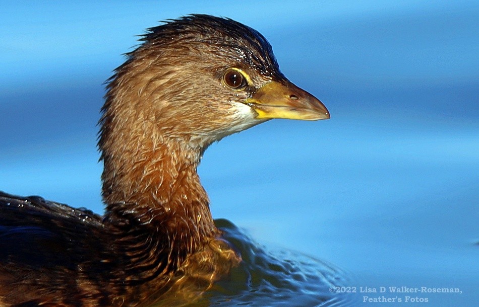 Pied-billed Grebe - ML504094771