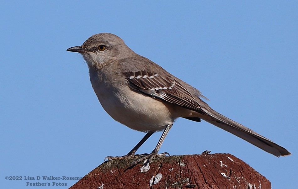 Northern Mockingbird - ML504095081