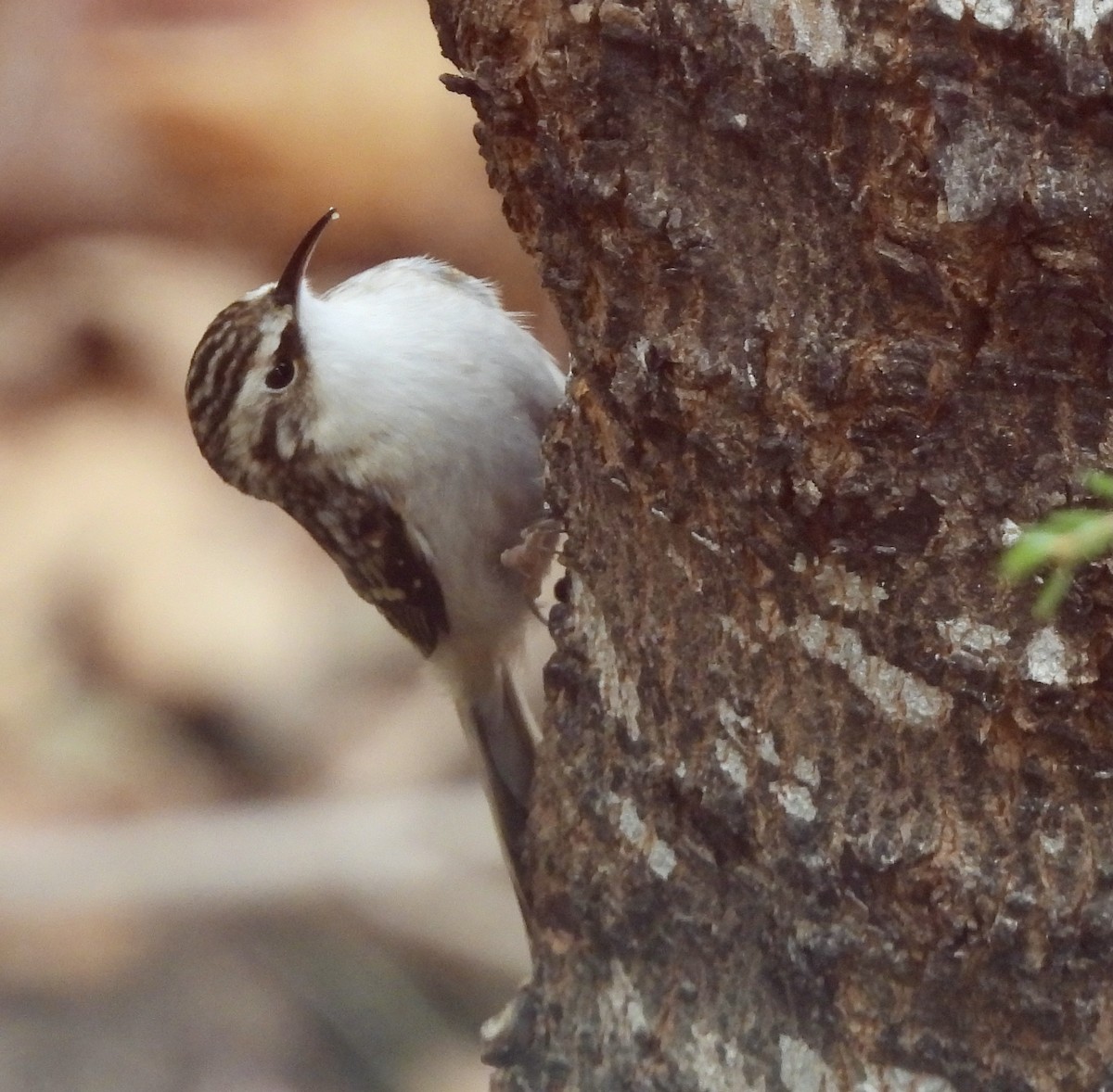 Brown Creeper - ML504096881