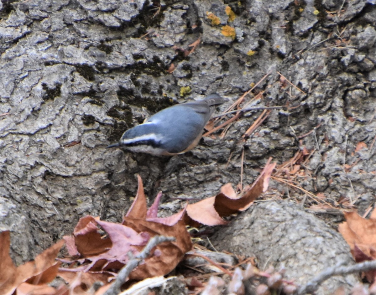 Red-breasted Nuthatch - ML504097431