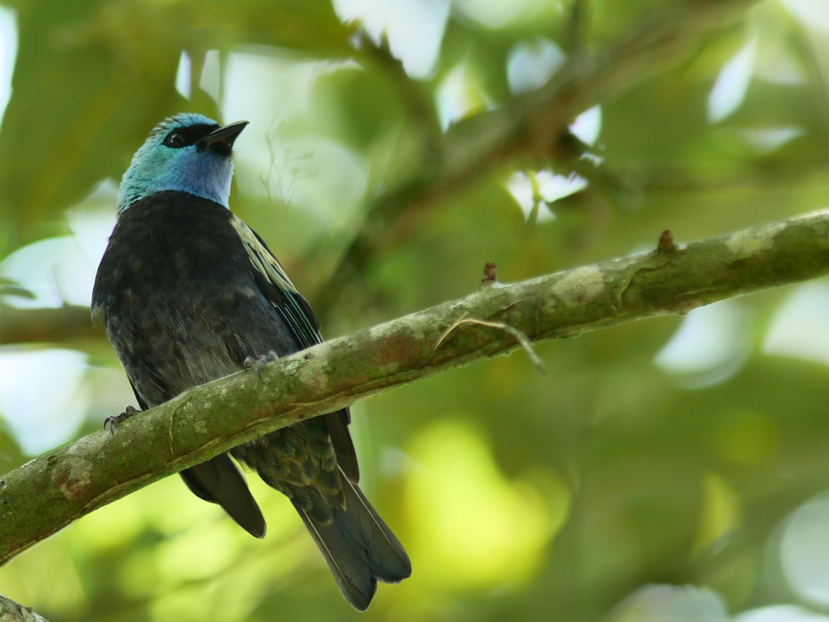 Blue-necked Tanager - ML504099511