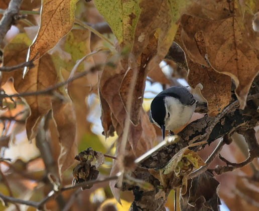 White-breasted Nuthatch - ML504100071