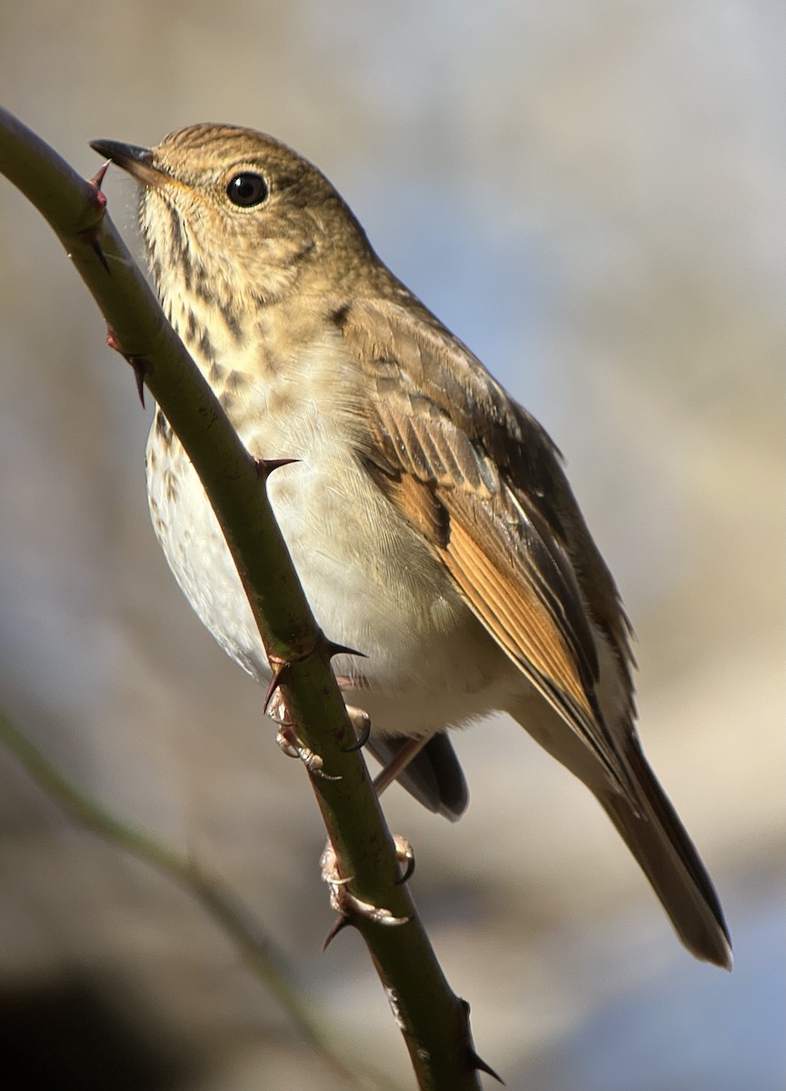 Hermit Thrush (faxoni/crymophilus) - Rick Heil