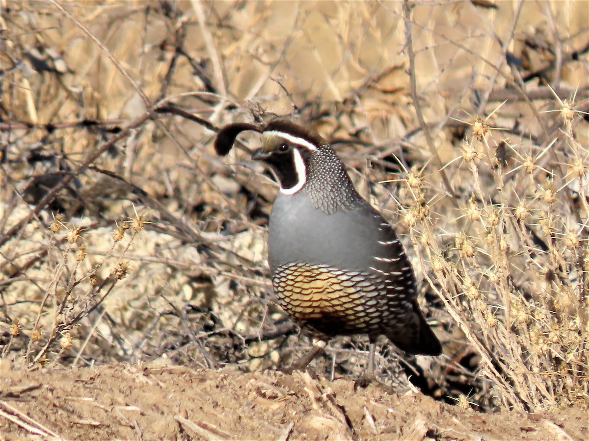 California Quail - Rick Saxton