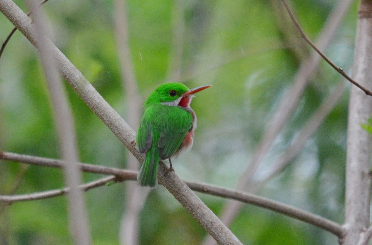 Broad-billed Tody - ML504102201