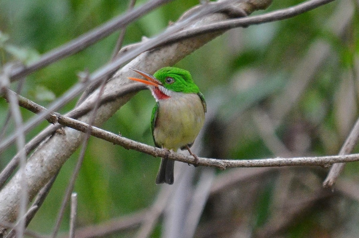 Broad-billed Tody - ML504102211