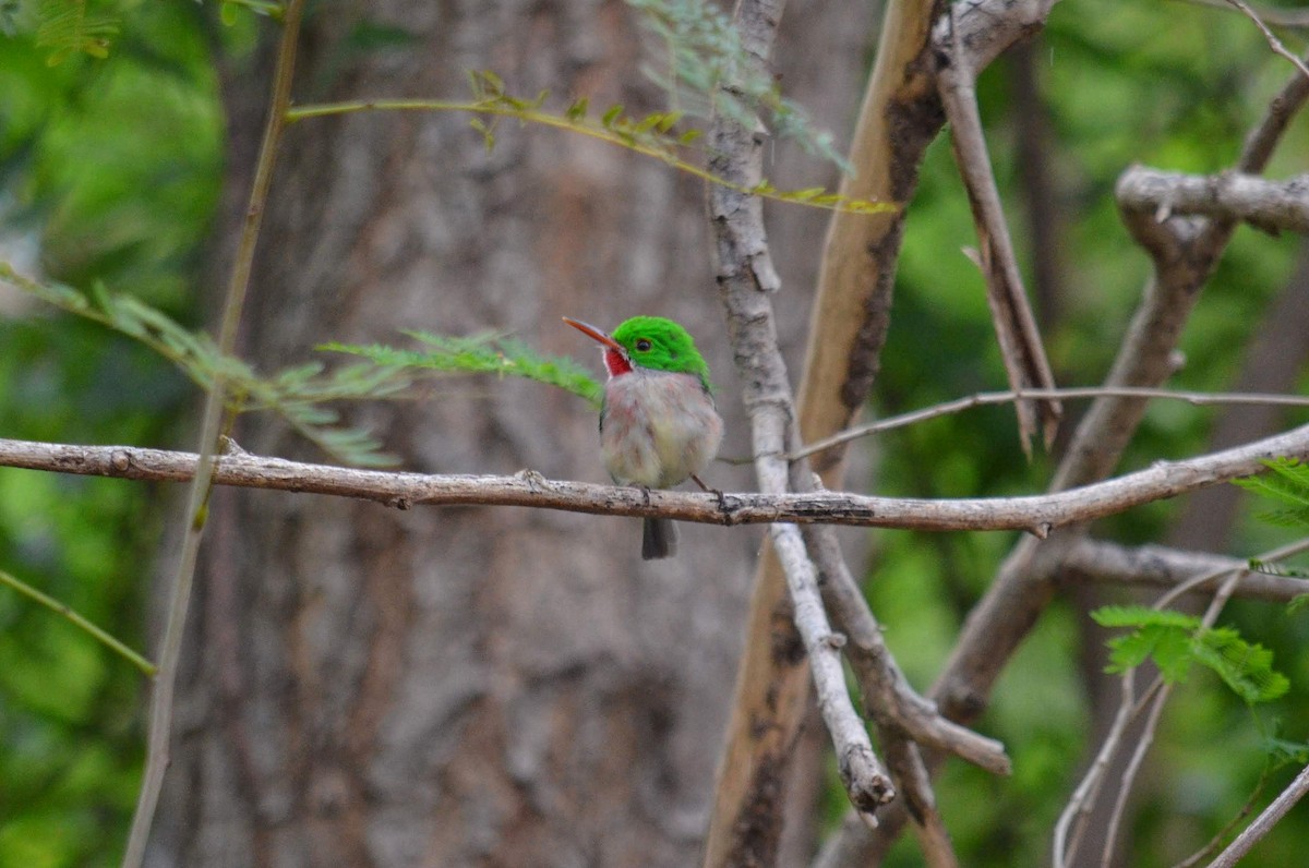 Broad-billed Tody - ML504102621