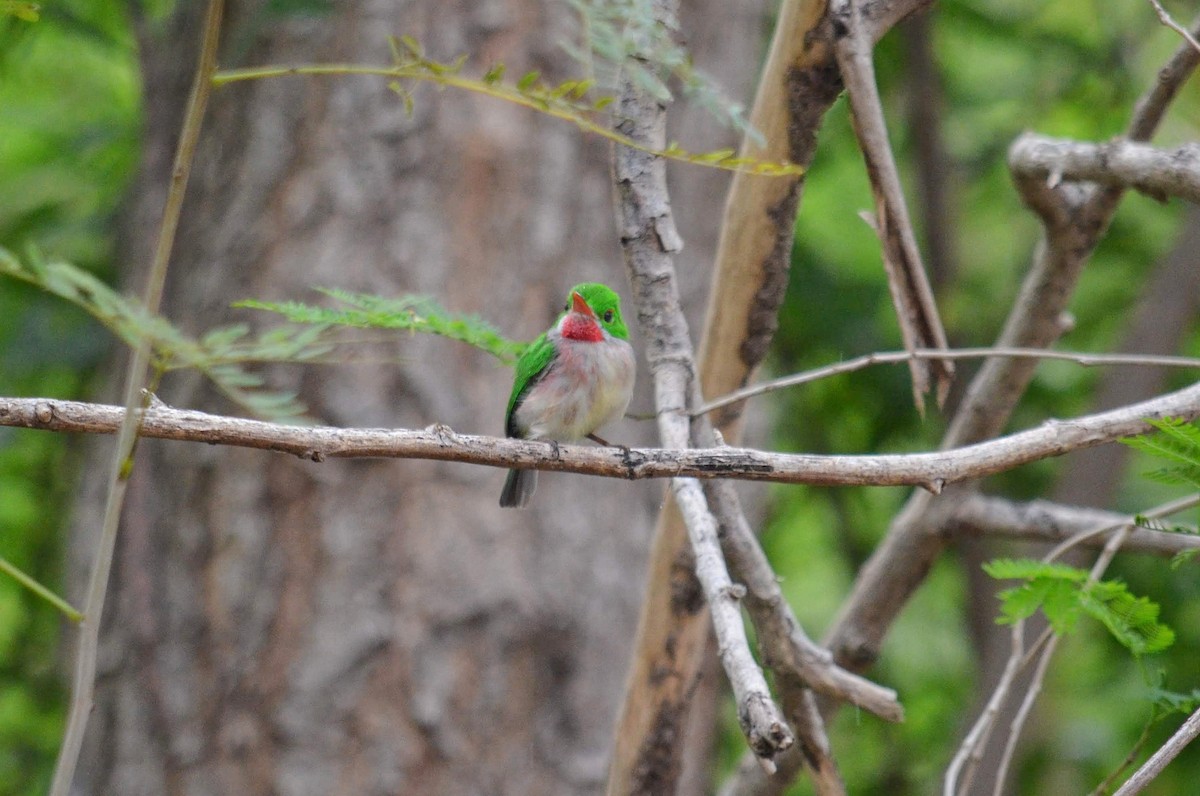 Broad-billed Tody - Dan O'Brien