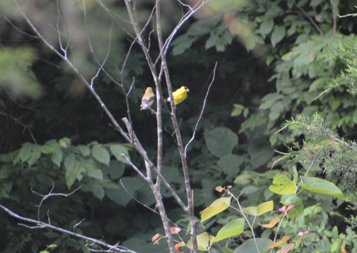 American Goldfinch - "Chia" Cory Chiappone ⚡️