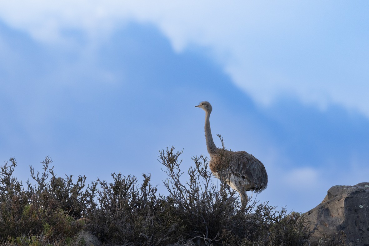 Lesser Rhea - Sergio Rivero Beneitez