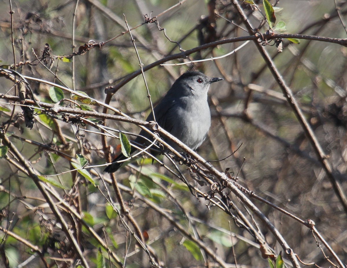 Gray Catbird - ML504105401