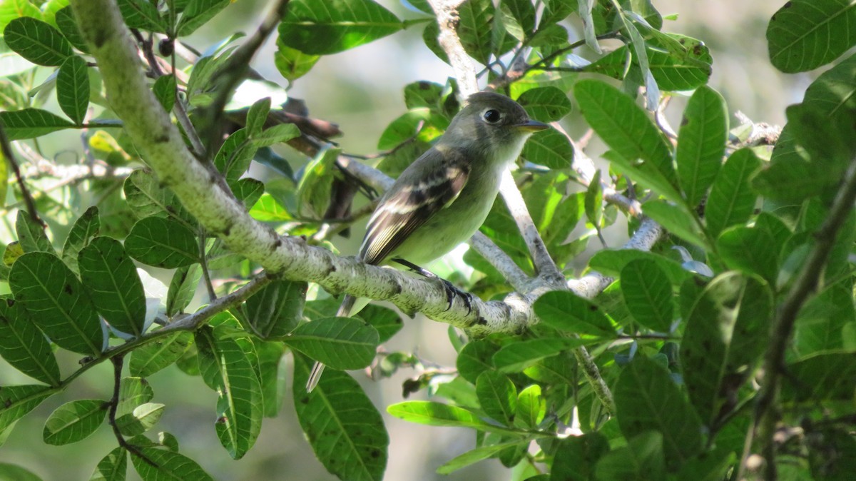 Yellow-bellied Flycatcher - ML504106781