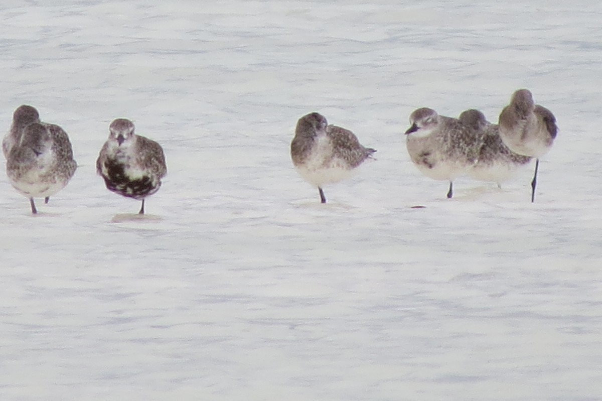 Black-bellied Plover - ML504107131