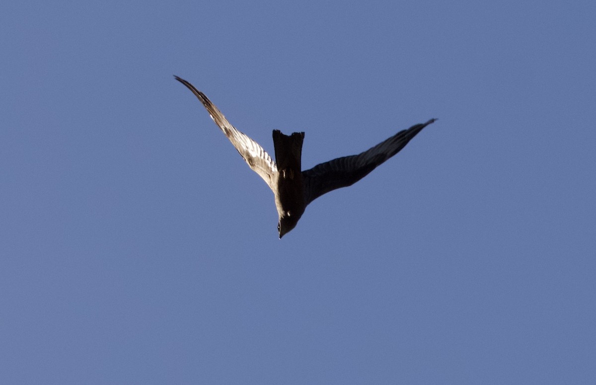 Black Kite - Yvonne van Netten