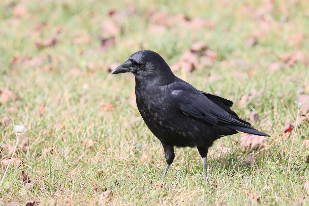 American Crow - Ron Sempier