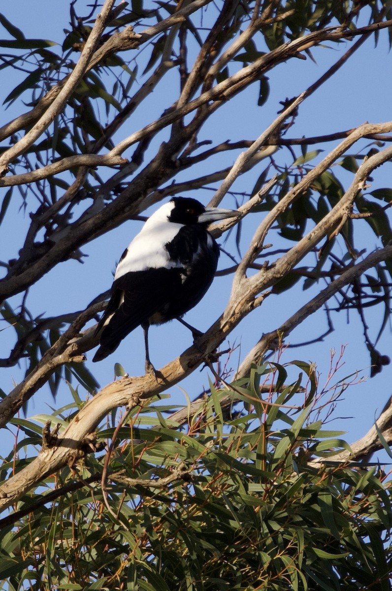 Australian Magpie (White-backed) - Yvonne van Netten