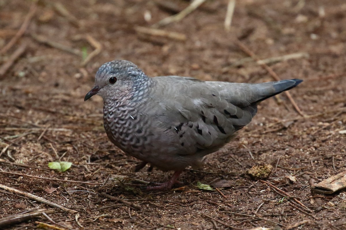 Common Ground Dove - ML504110861