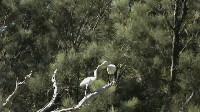 Yellow-billed Spoonbill - ML504111421