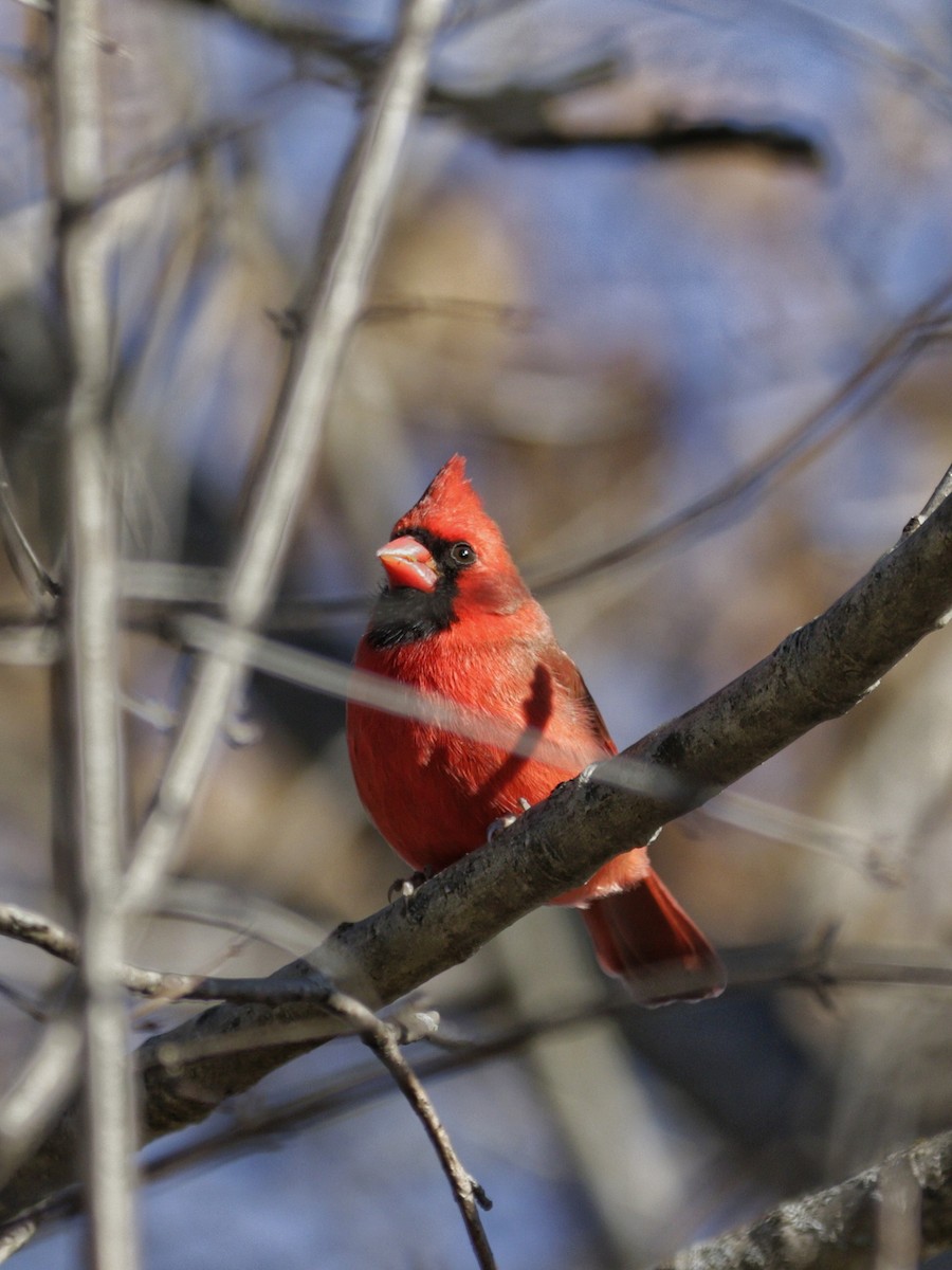 Cardinal rouge - ML504112211