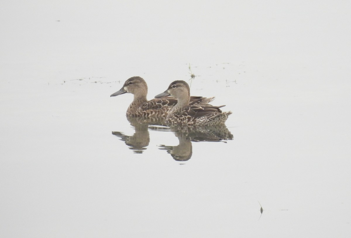 Blue-winged Teal - ML504112481