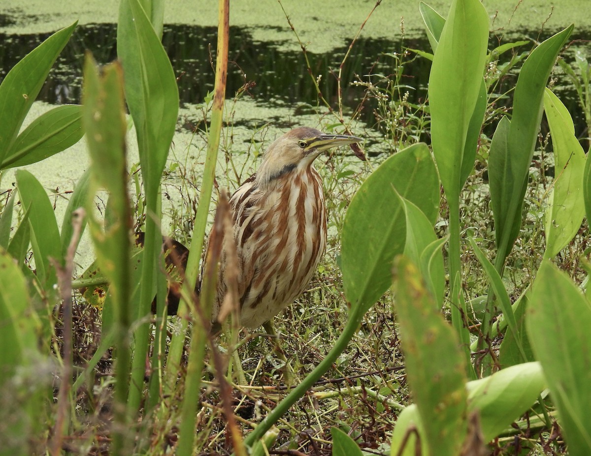 American Bittern - ML504112501