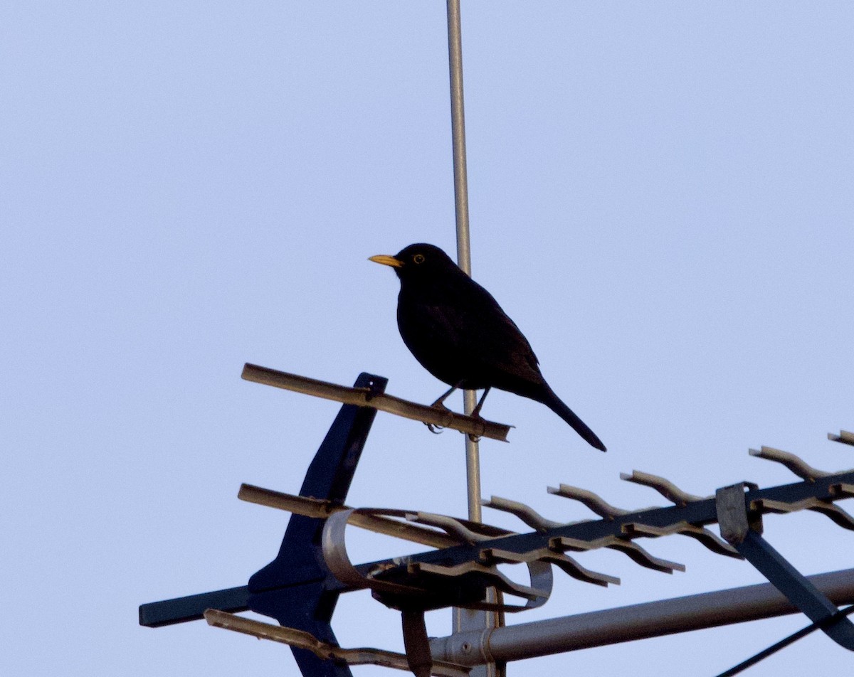 Eurasian Blackbird - Yvonne van Netten