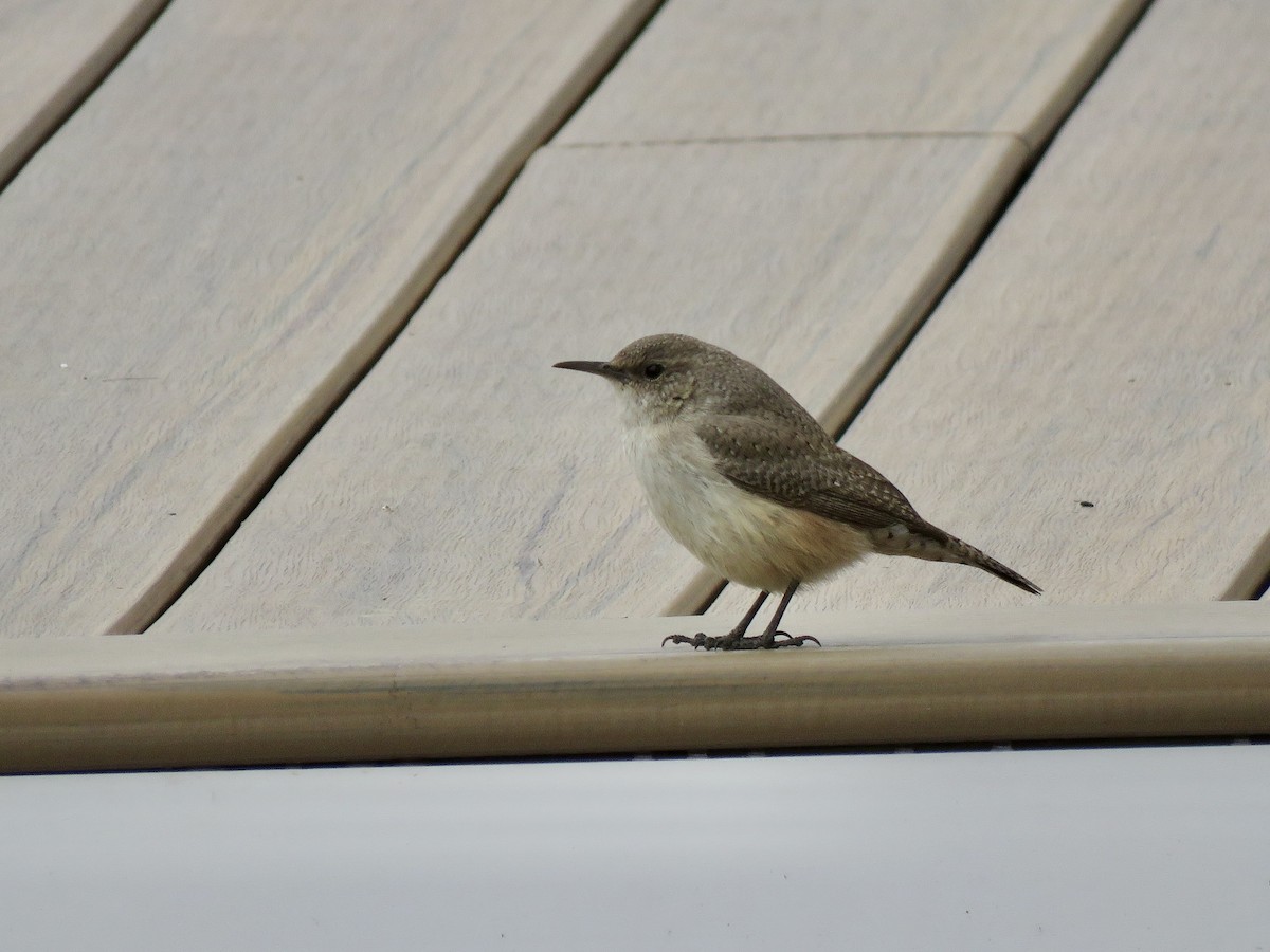 Rock Wren - ML504114671