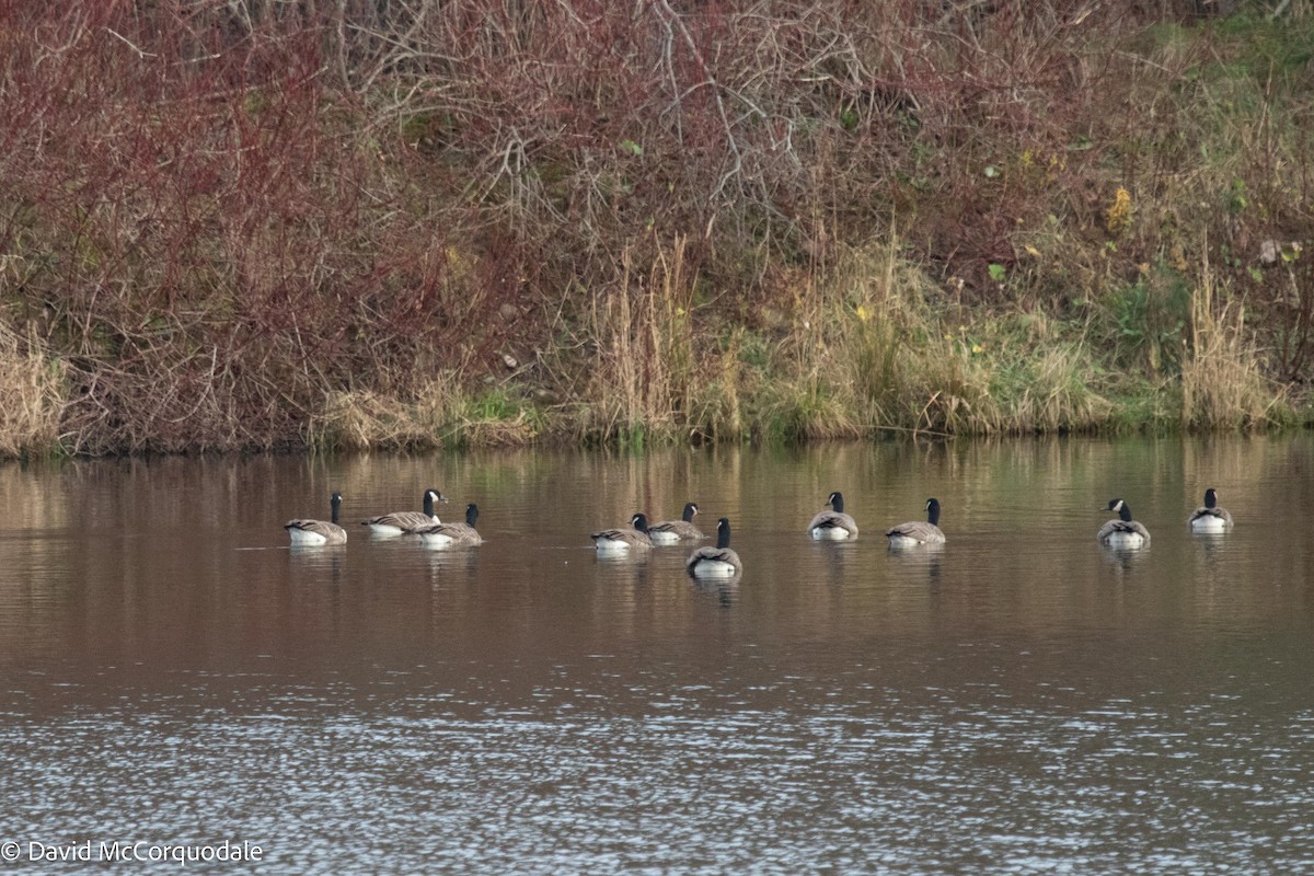 Canada Goose - ML504114681