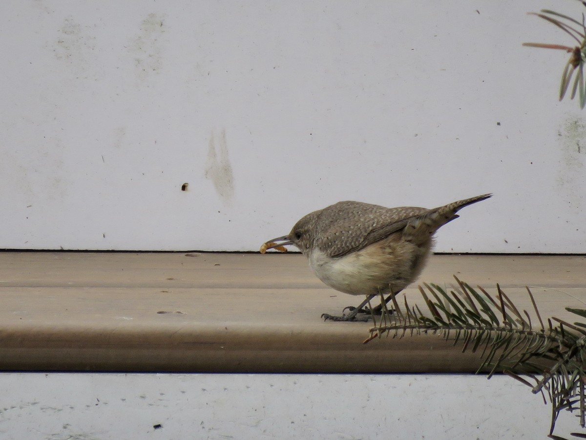 Rock Wren - ML504114781