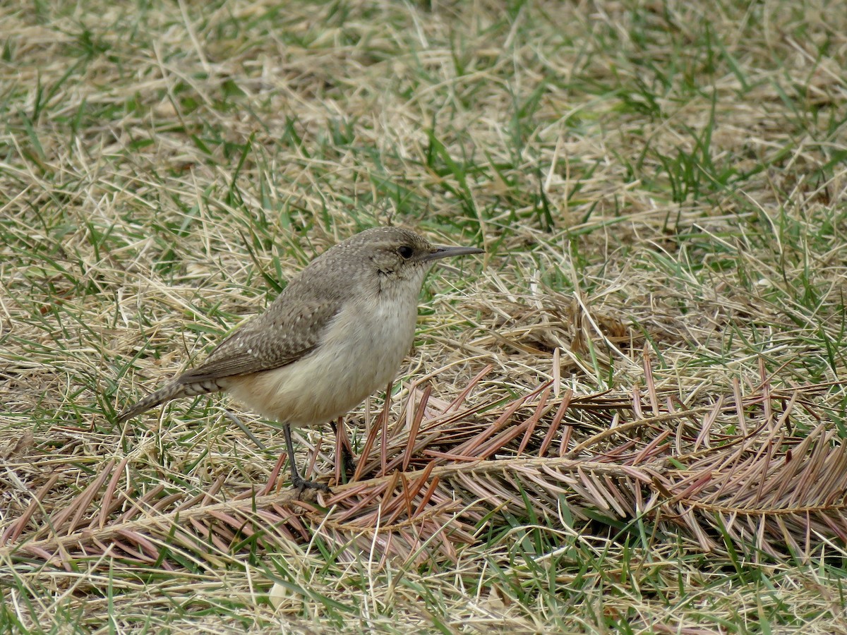 Rock Wren - ML504115011